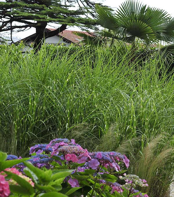 Guéthary - paysagiste - jardin - projet Palementia