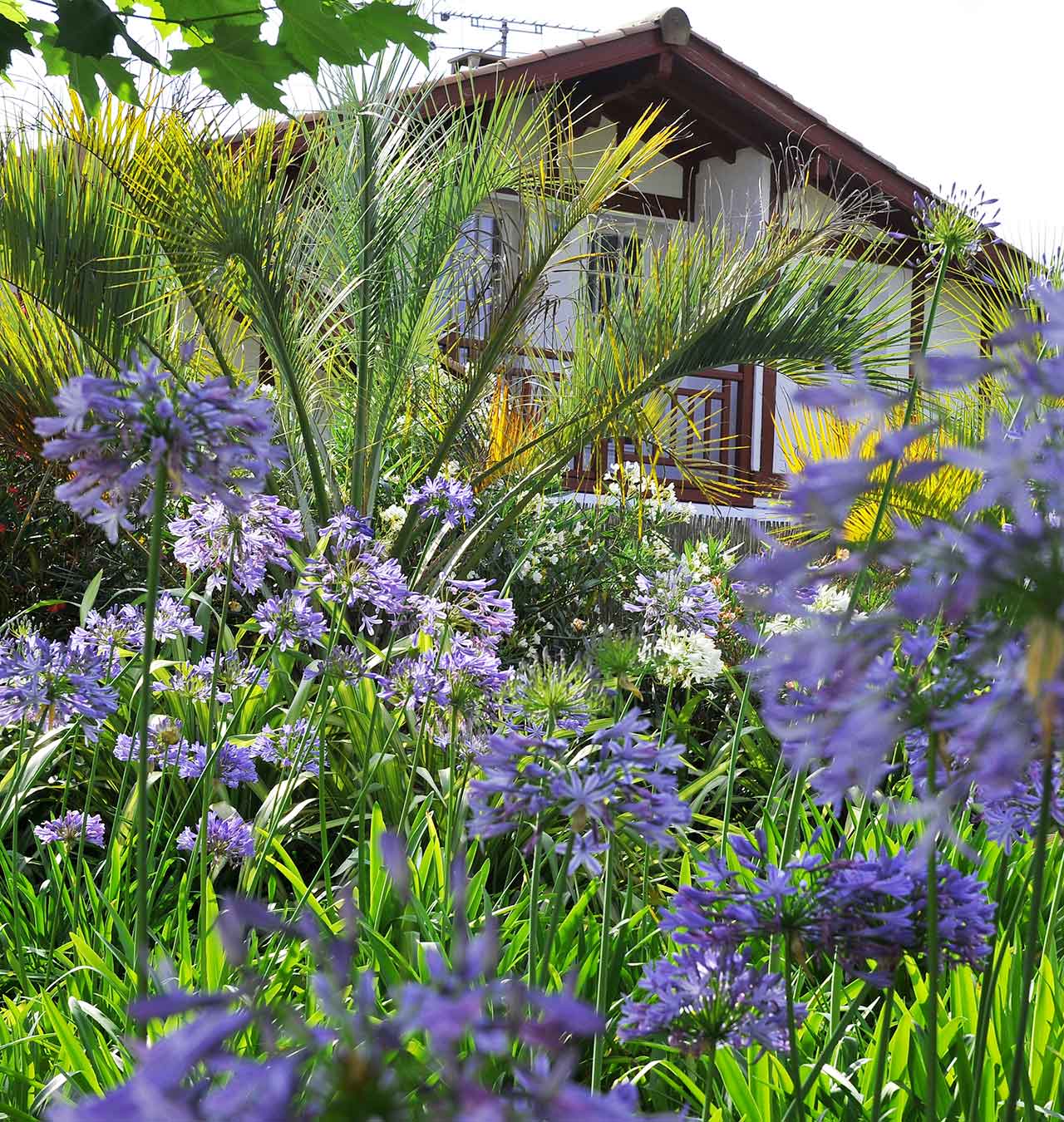 Guéthary---paysagiste---jardin---projet-Palementia---maison-basque